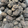 Truffe Noire Tuber Melanosporum – L'excellence aromatique