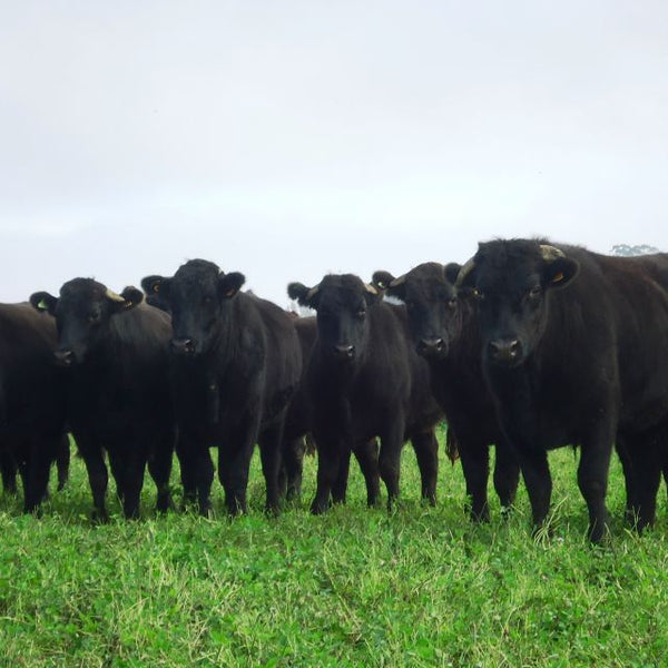 Bavette d'Aloyau Wagyu 9+ Premium